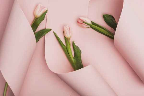 Draufsicht der Frühlingstulpen eingewickelt in Papierwirbel auf rosa Hintergrund — Stockfoto