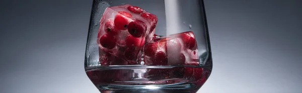 Transparent glass with frozen redcurrant in ice cubes and vodka in dark with back light, panoramic shot — Stock Photo