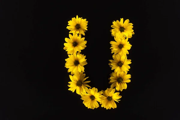 Vista superior de margaridas amarelas dispostas na letra U isolada em preto — Fotografia de Stock