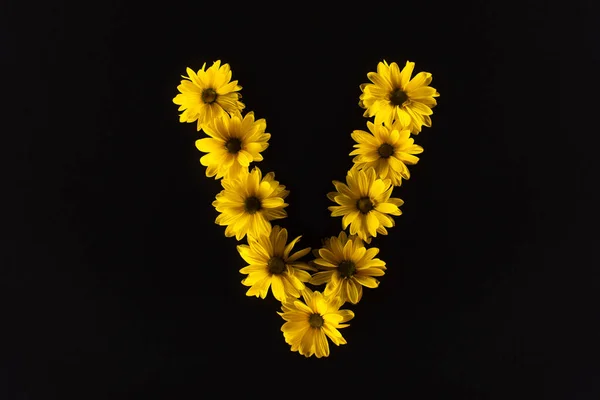 Vue de dessus des marguerites jaunes disposées en lettre V isolées sur noir — Photo de stock