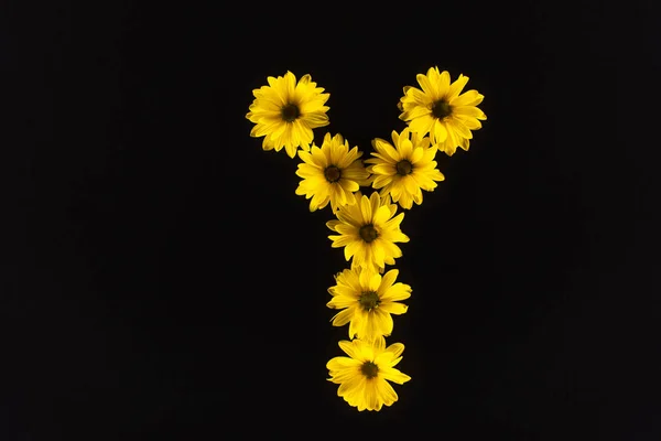 Vue de dessus des marguerites jaunes disposées en lettre Y isolées sur noir — Photo de stock