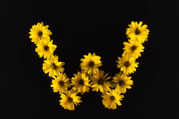 Вид зверху на жовті ромашки, розташовані в букві W ізольовані на чорному — стокове фото