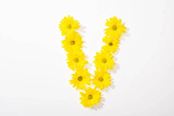 Vue du dessus des marguerites jaunes disposées en lettre V sur fond blanc — Photo de stock