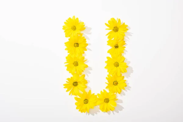 Vue du dessus des marguerites jaunes disposées en lettre U sur fond blanc — Photo de stock