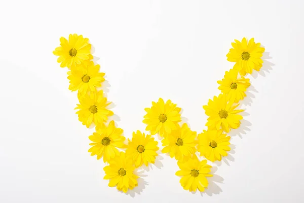 Top view of yellow daisies arranged in letter W on white background — Stock Photo