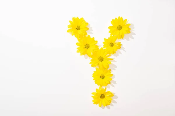 Top view of yellow daisies arranged in letter Y on white background — Stock Photo