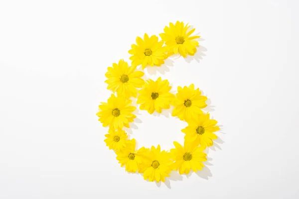 Top view of yellow daisies arranged in number 6 on white background — Stock Photo