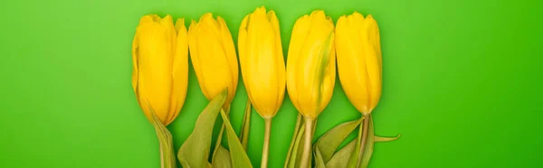 Foto panorámica de tulipanes amarillos sobre fondo verde, concepto de primavera - foto de stock