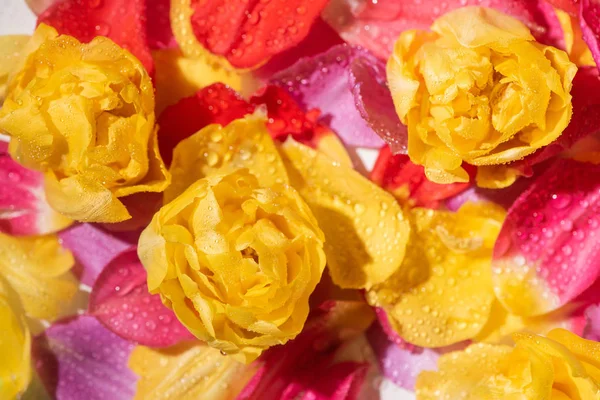 Enfoque selectivo de pétalos de tulipán brillantes con gotas de agua - foto de stock