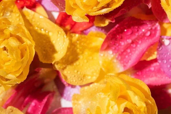 Selective focus of bright tulip petals with water drops — Stock Photo