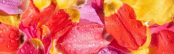 Top view of bright tulip petals with water drops, panoramic shot — Stock Photo