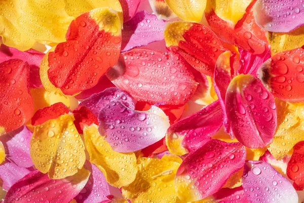 Vista superior de los brillantes pétalos de tulipán con gotas de agua - foto de stock