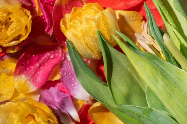 Vista dall'alto di petali di tulipano lucenti con gocce d'acqua e foglie verdi — Foto stock