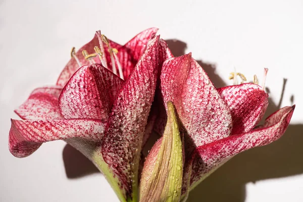 Close up view of red lilies on white background — Stock Photo