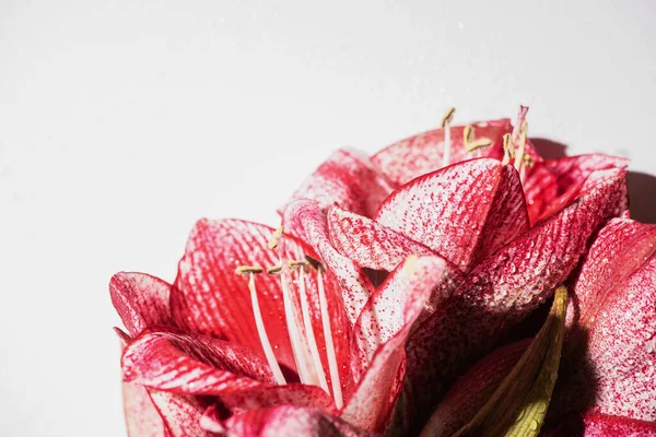 Close up view of red lilies isolated on white — Stock Photo