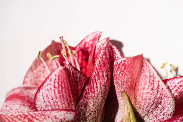 Vue rapprochée des lys rouges isolés sur blanc — Photo de stock