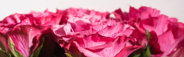 Vista de cerca de rosas rosadas con gotas de agua aisladas en blanco, plano panorámico - foto de stock