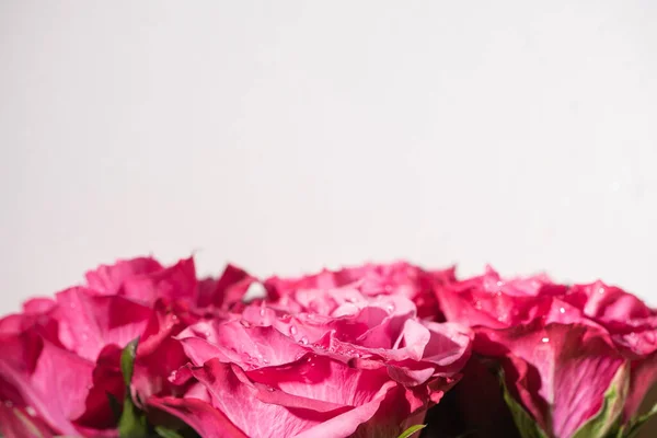 Vista de cerca de rosas rosadas con gotas de agua aisladas en blanco - foto de stock