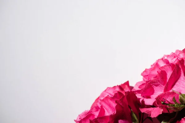 Vista de cerca de rosas rosadas con gotas de agua aisladas en blanco - foto de stock