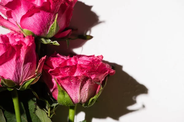 Vue rapprochée de roses roses avec gouttes d'eau et feuilles vertes sur fond blanc — Photo de stock