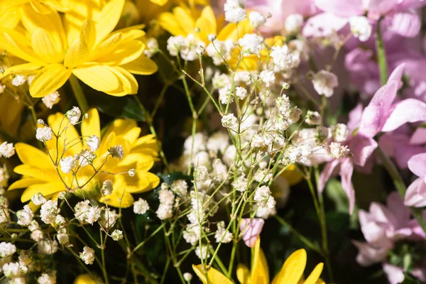 Vista de perto de margaridas violetas e amarelas frescas — Fotografia de Stock