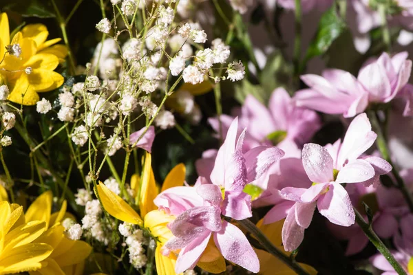 Close up view of fresh violet and yellow daisies with water drops — Stock Photo