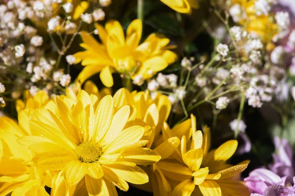 Close up view of fresh yellow daisies with water drops — Stock Photo