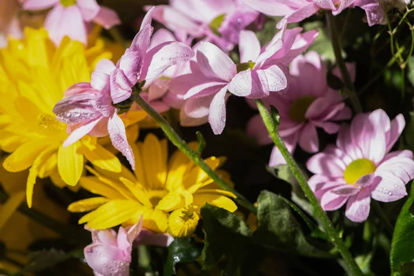 Nahaufnahme von frischen violetten und gelben Gänseblümchen mit Wassertropfen — Stockfoto