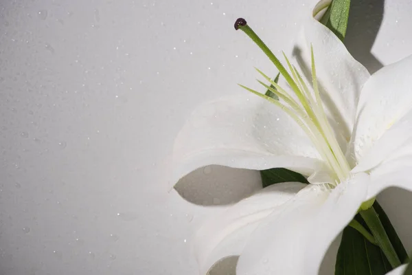 Vista de perto do lírio branco com gotas de água e folha verde — Fotografia de Stock