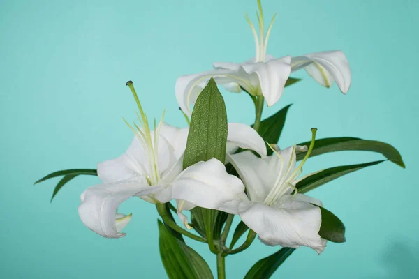 Lírios brancos com folhas verdes sobre fundo turquesa — Fotografia de Stock