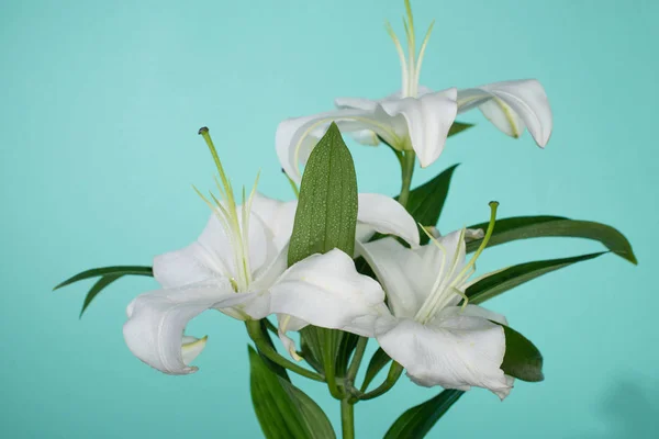 White lilies with green leaves on turquoise background — Stock Photo