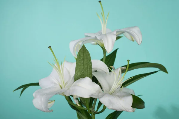 White lilies with green leaves on turquoise background — Stock Photo