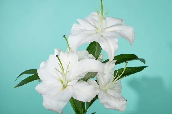 Lirios blancos con hojas verdes sobre fondo turquesa - foto de stock