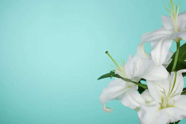 Lis blancs aux feuilles vertes isolés sur turquoise — Photo de stock