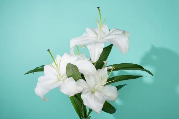 White lilies with green leaves on turquoise background — Stock Photo