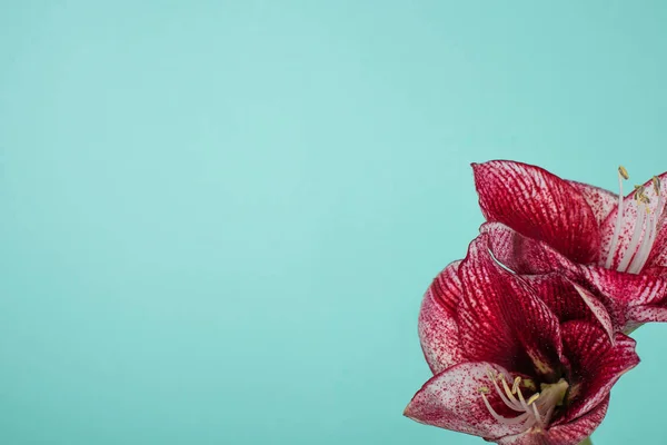 Close up view of red lilies isolated on turquoise — Stock Photo