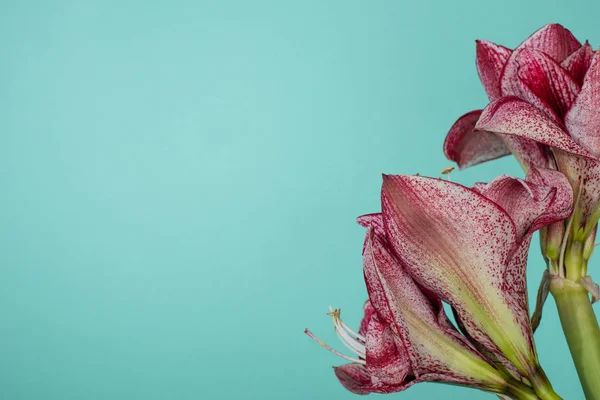 Vue rapprochée des lys rouges isolés sur turquoise — Photo de stock