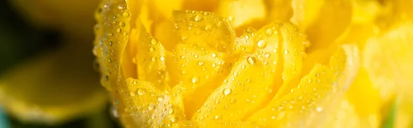 Закрываем вид на свежий желтый тюльпан, залитый водой — стоковое фото