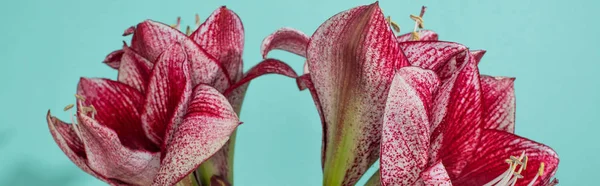 Close up view of red lilies on turquoise, panoramic shot — Stock Photo