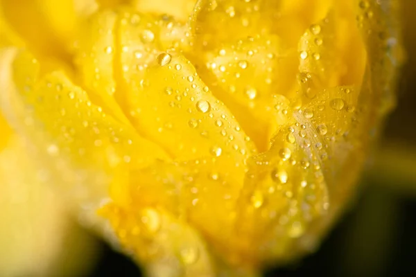 Vista de perto da tulipa amarela fresca com gotas de água — Fotografia de Stock