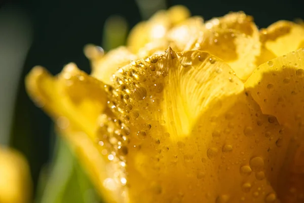 Close up view of fresh yellow tulip with water drops — Stock Photo