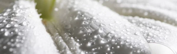 Vista de cerca de pétalo blanco de flor de lirio con gotas de agua, plano panorámico - foto de stock