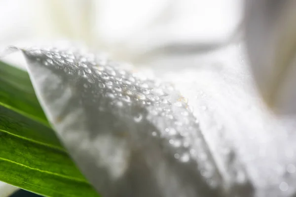 Vue rapprochée du pétale blanc de fleur de lis avec gouttes d'eau — Photo de stock