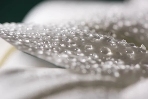 Close up view of white petal of lily flower with water drops — Stock Photo