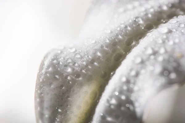 Close up view of white petal of lily flower with water drops — Stock Photo