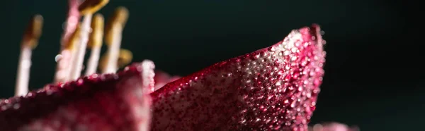 Vista de cerca de la flor de lirio rojo con gotas de agua aisladas en negro, plano panorámico — Stock Photo