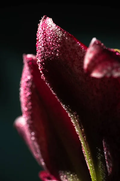 Nahaufnahme der roten Lilienblüte mit Wassertropfen isoliert auf schwarz — Stockfoto