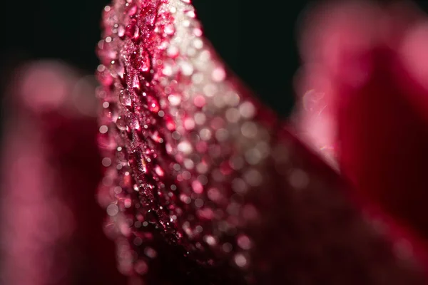 Vista de cerca de pétalo de flor de lirio rojo con gotas de agua - foto de stock