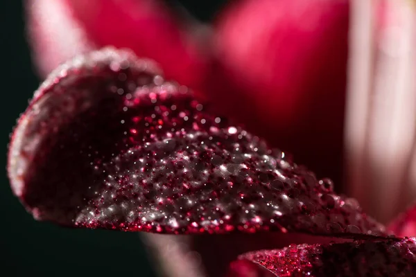 Закрыть вид на красный цветочный лепесток лилии с капельками воды — стоковое фото