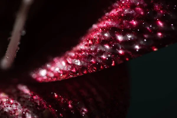 Vista de cerca de pétalo de flor de lirio rojo con gotas de agua aisladas en negro - foto de stock